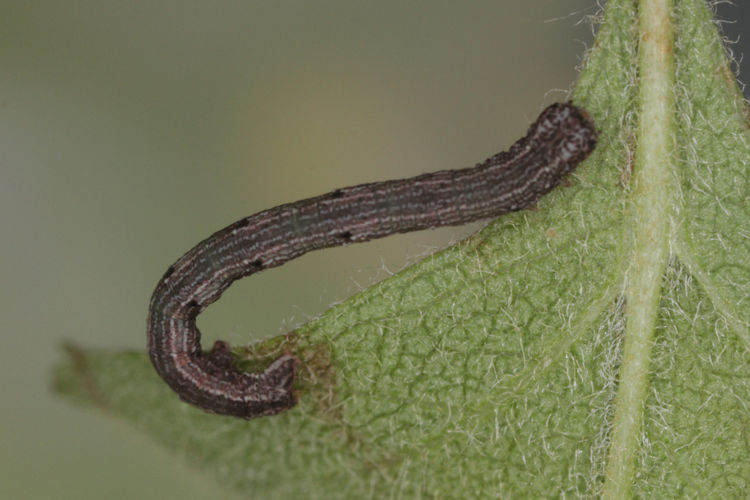 Aleucis orientalis: Bild 8