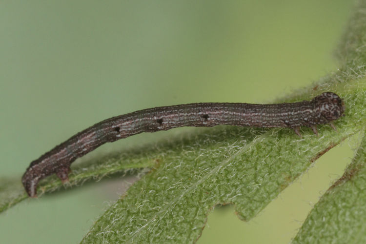 Aleucis orientalis: Bild 9