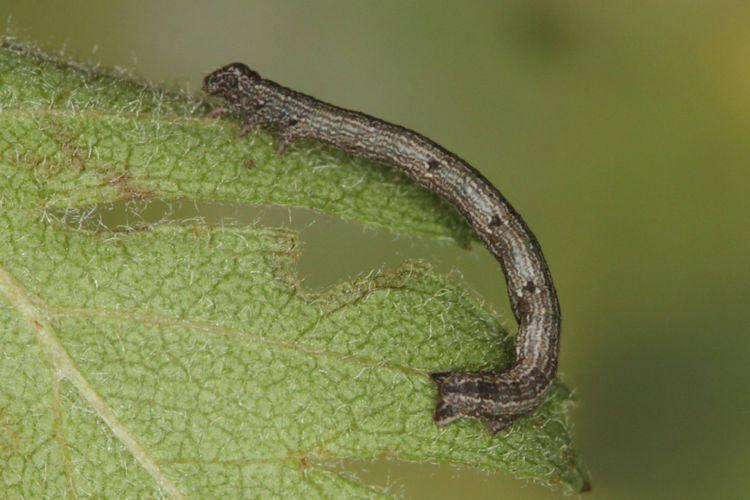 Aleucis orientalis: Bild 10