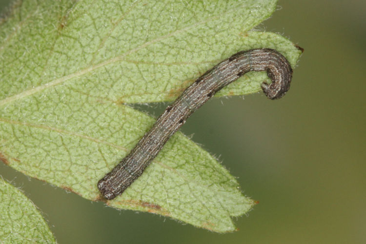Aleucis orientalis: Bild 11
