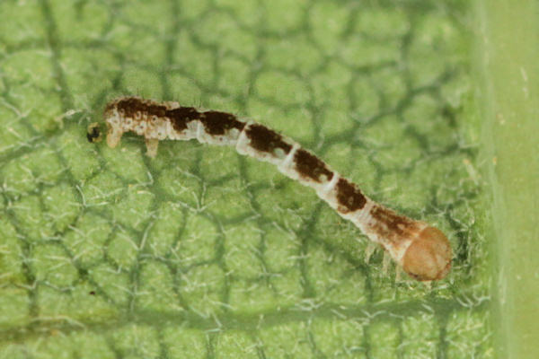 Cyclophora puppillaria: Bild 9