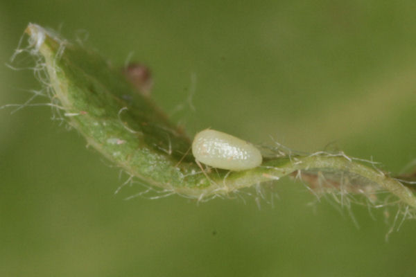 Cyclophora puppillaria: Bild 3