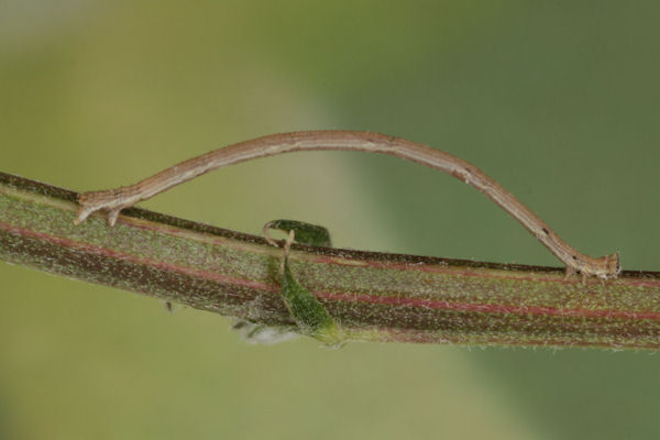 Rhodostrophia discopunctata: Bild 5