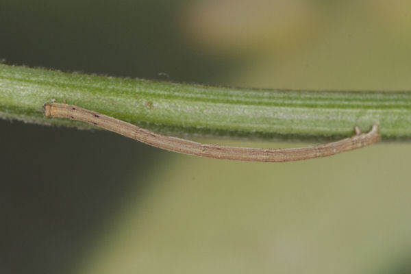 Rhodostrophia discopunctata: Bild 6