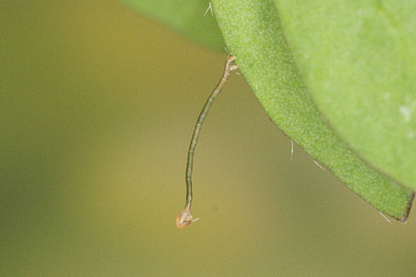 Rhodostrophia discopunctata: Bild 2