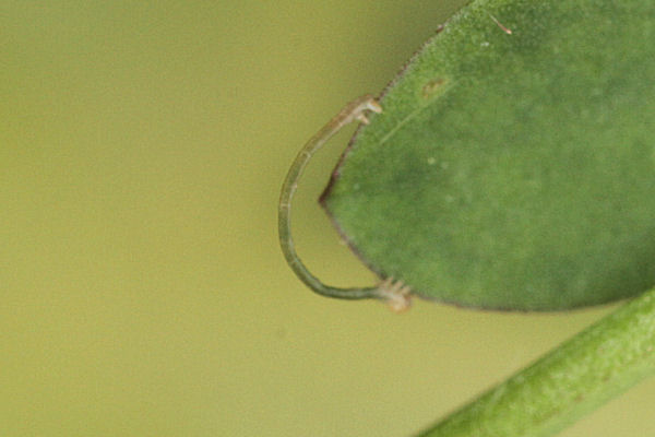 Rhodostrophia discopunctata: Bild 3