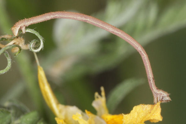 Rhodostrophia discopunctata: Bild 13