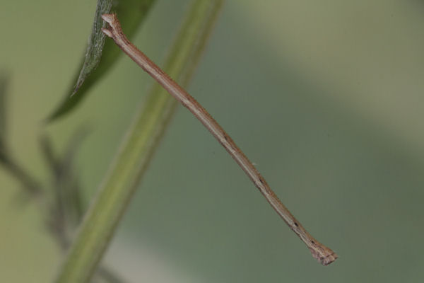 Rhodostrophia discopunctata: Bild 14