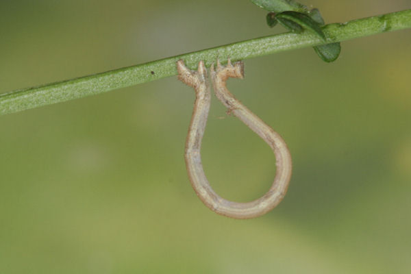 Rhodostrophia discopunctata: Bild 15