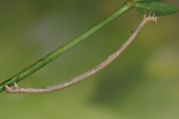 Rhodostrophia discopunctata: Bild 17