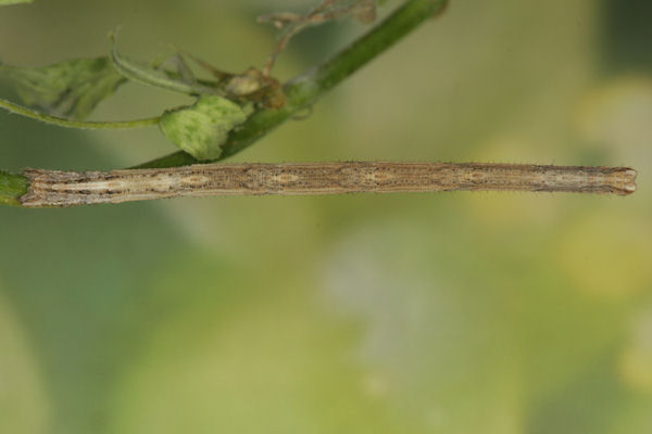 Rhodostrophia discopunctata: Bild 45