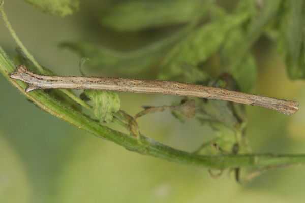 Rhodostrophia discopunctata: Bild 46