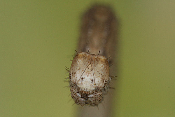 Rhodostrophia discopunctata: Bild 49