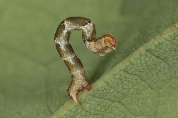 Cyclophora puppillaria: Bild 37