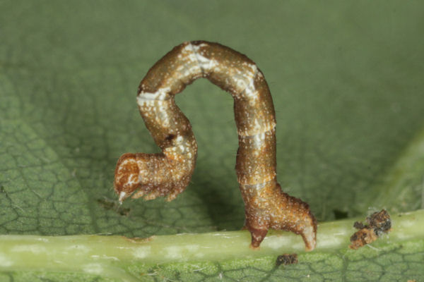 Cyclophora puppillaria: Bild 27