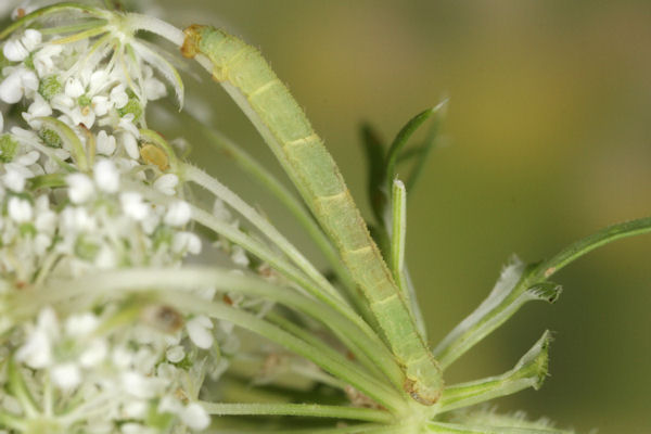 Eupithecia breviculata: Bild 26