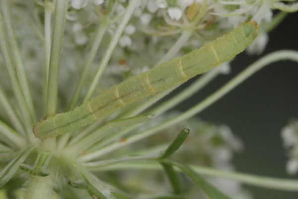 Eupithecia breviculata: Bild 27