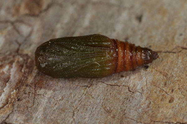 Eupithecia breviculata: Bild 31