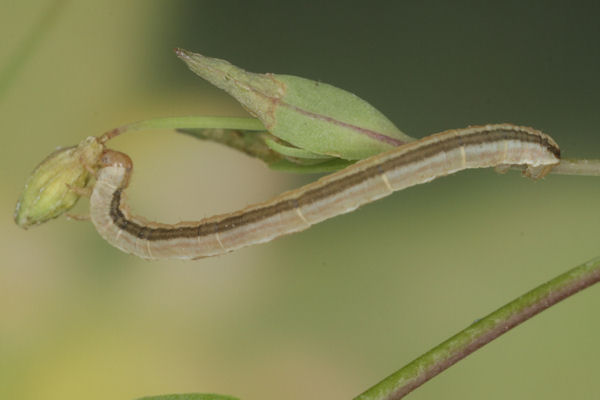 Eupithecia graphata: Bild 22