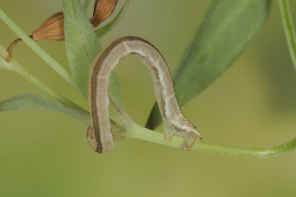 Eupithecia graphata: Bild 24