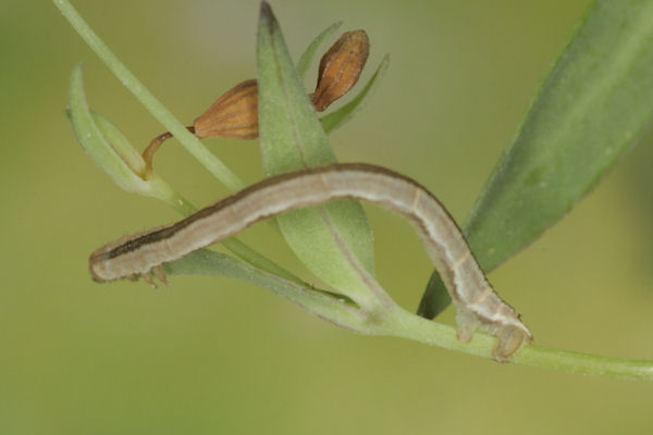 Eupithecia graphata: Bild 25