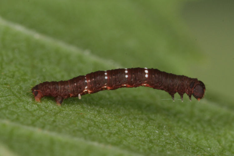 Selenia tetralunaria: Bild 11