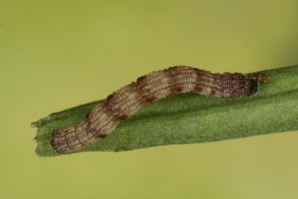 Idaea typicata: Bild 21