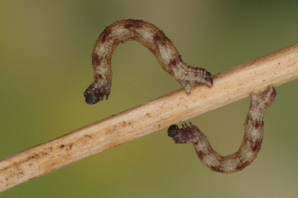 Idaea typicata: Bild 22