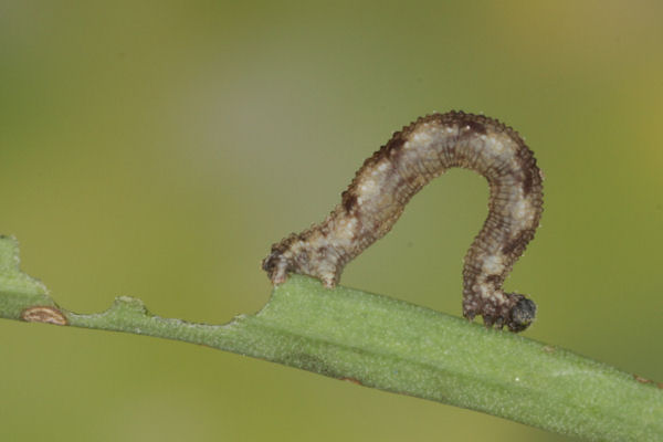 Idaea typicata: Bild 23