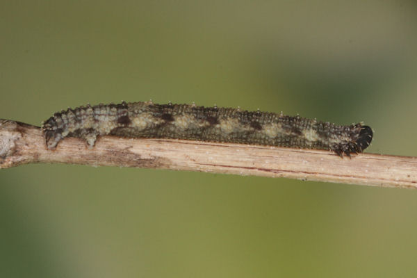 Idaea typicata: Bild 24