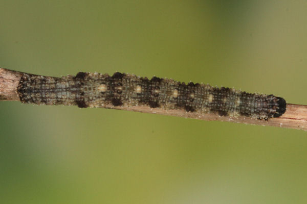 Idaea typicata: Bild 25