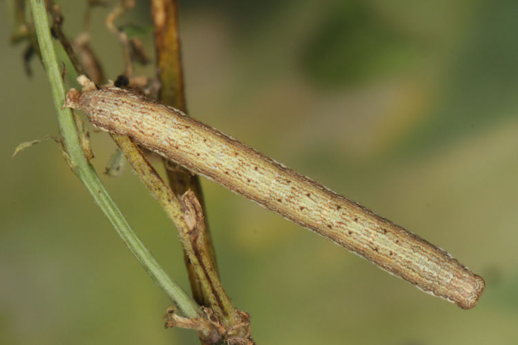 Ematurga atomaria: Bild 19