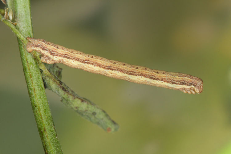 Ematurga atomaria: Bild 20