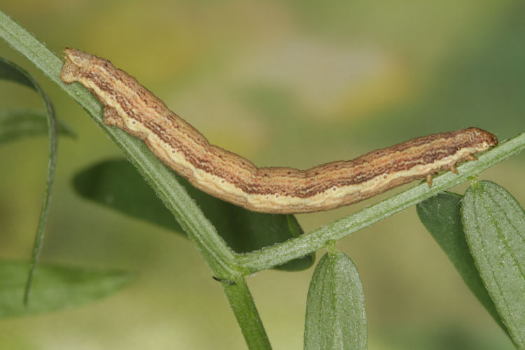 Ematurga atomaria: Bild 22