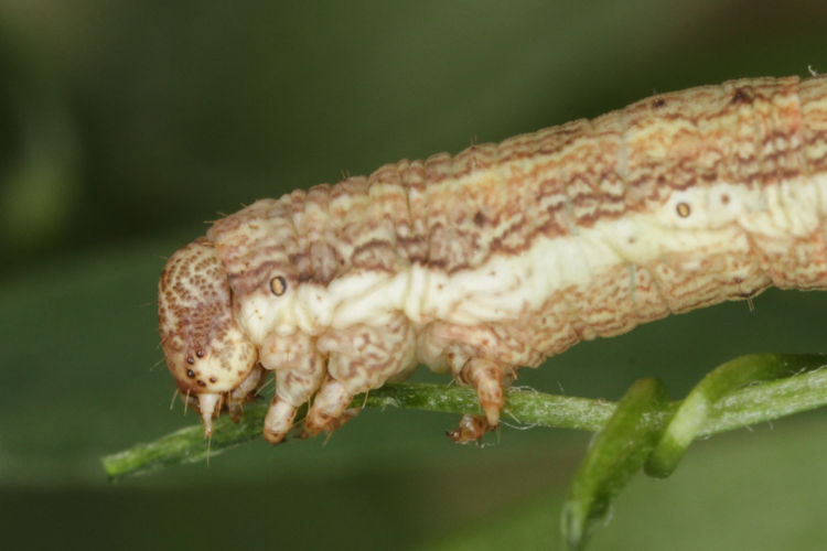 Ematurga atomaria: Bild 23
