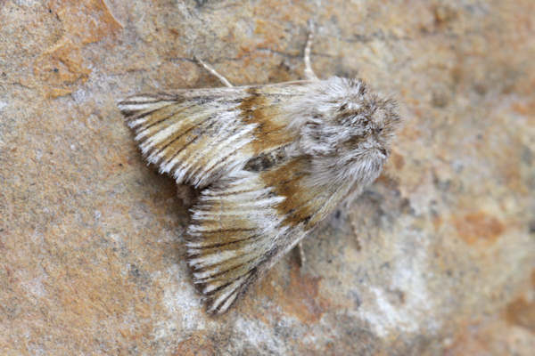 Teinoptera lunaki: Bild 6