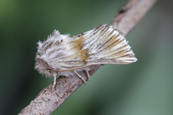 Teinoptera lunaki: Bild 7