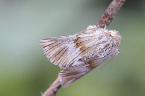 Teinoptera lunaki: Bild 8