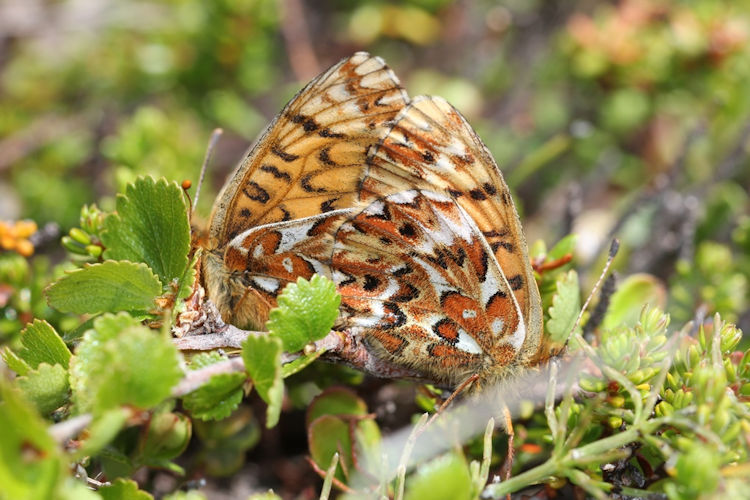 Boloria freija: Bild 4