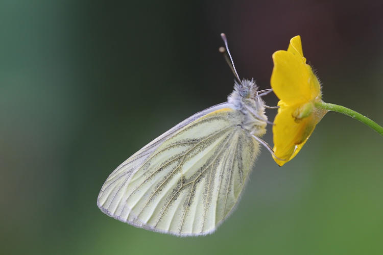 Pieris napi: Bild 36