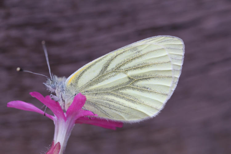 Pieris napi: Bild 37