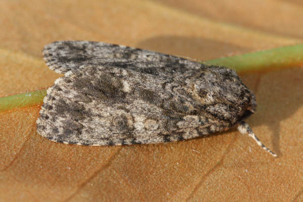 Acronicta rumicis: Bild 14