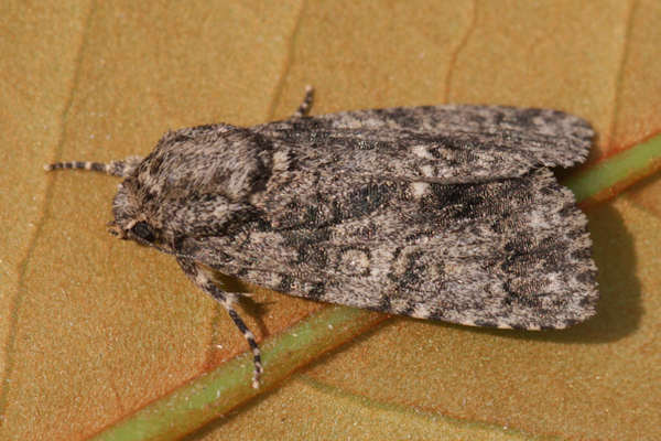 Acronicta rumicis: Bild 15