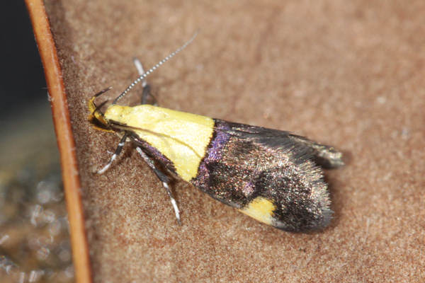 Oecophora bractella: Bild 1