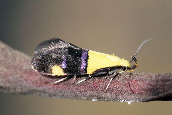 Oecophora bractella: Bild 2
