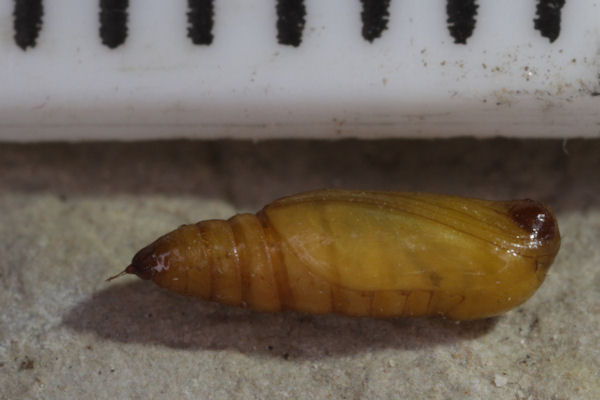 Idaea filicata: Bild 43