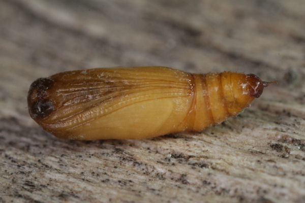 Idaea filicata: Bild 48