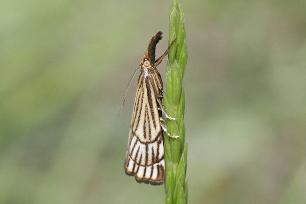 Chrysocrambus craterella: Bild 1