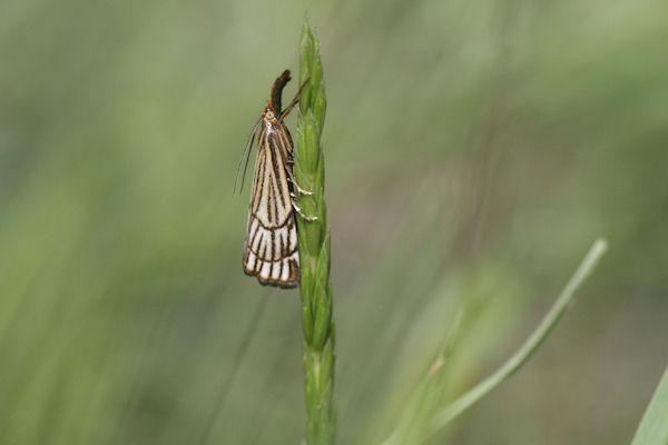 Chrysocrambus craterella: Bild 2