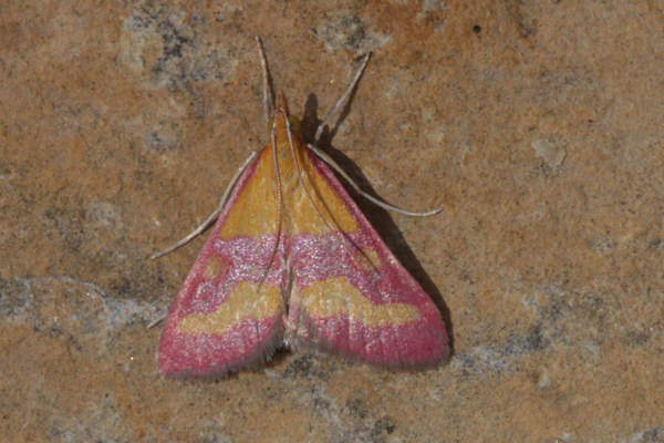 Pyrausta virginalis: Bild 2